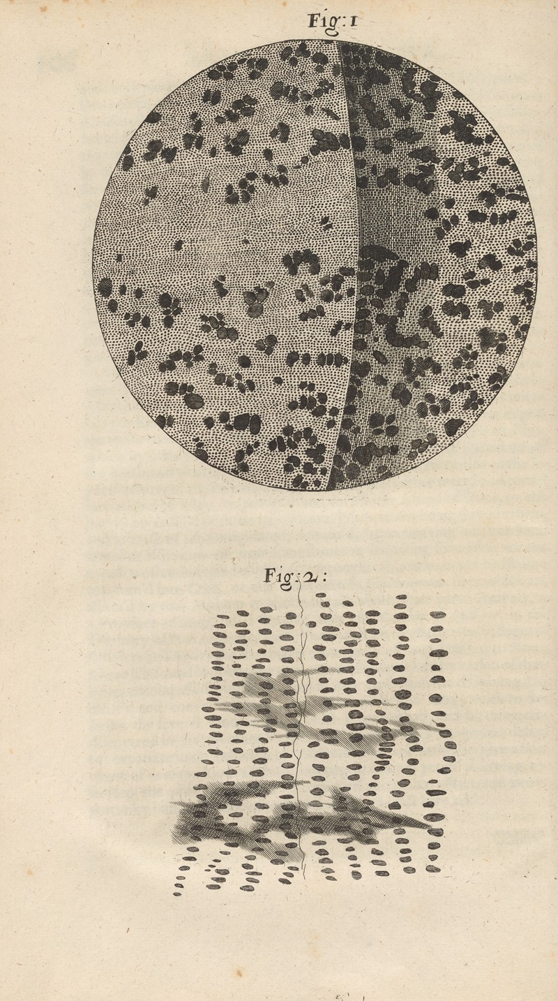 Robert Hooke - Microscopic view of charcoal and petrified wood