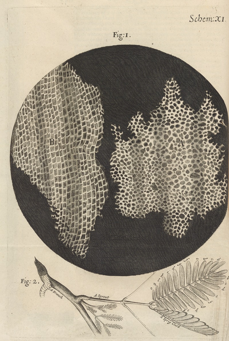 Robert Hooke - Microscopic view of cork and sprouts