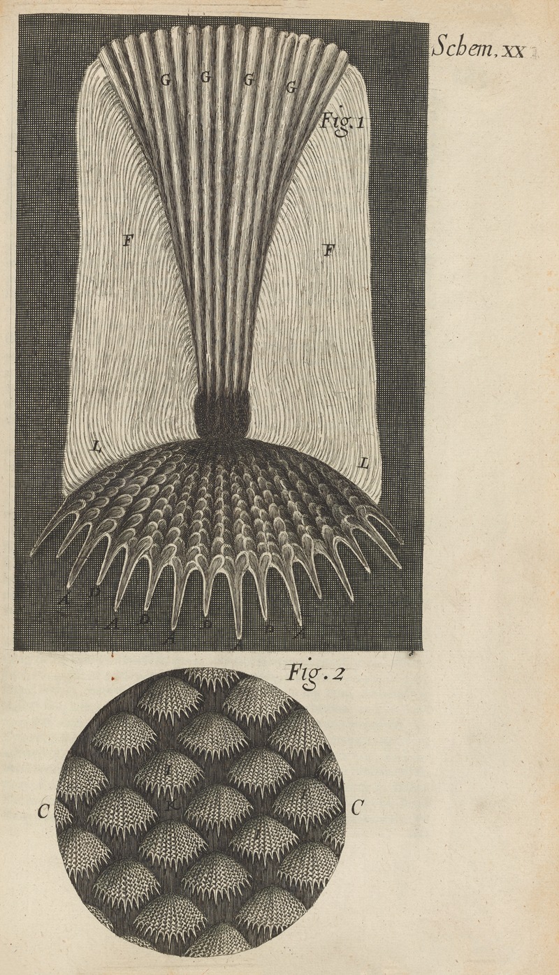 Robert Hooke - Microscopic view of fish scales