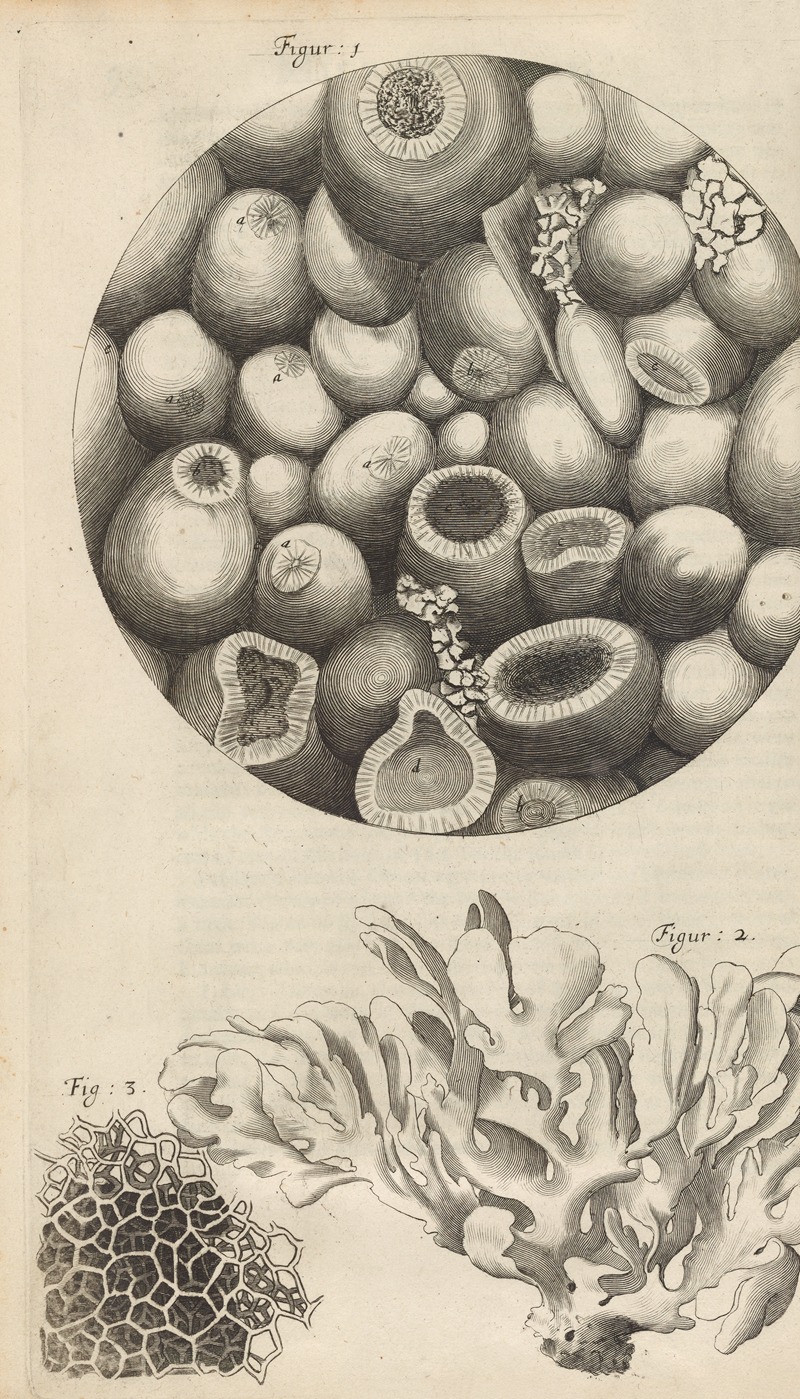 Robert Hooke - Microscopic view of Kettering-stone, sea moss, and sponge