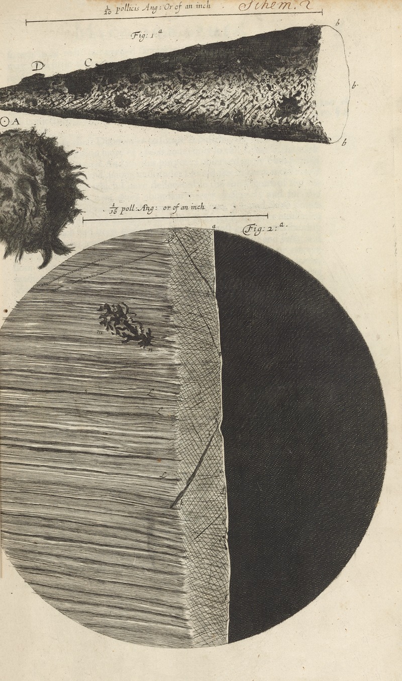 Robert Hooke - Microscopic view of needle and razor
