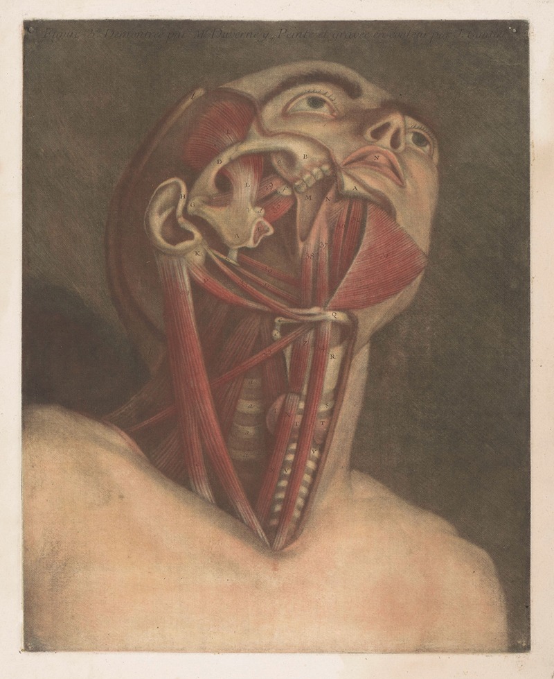 Jacques Fabien Gautier d'Agoty - Male head with muscles visible, with detail of the neck