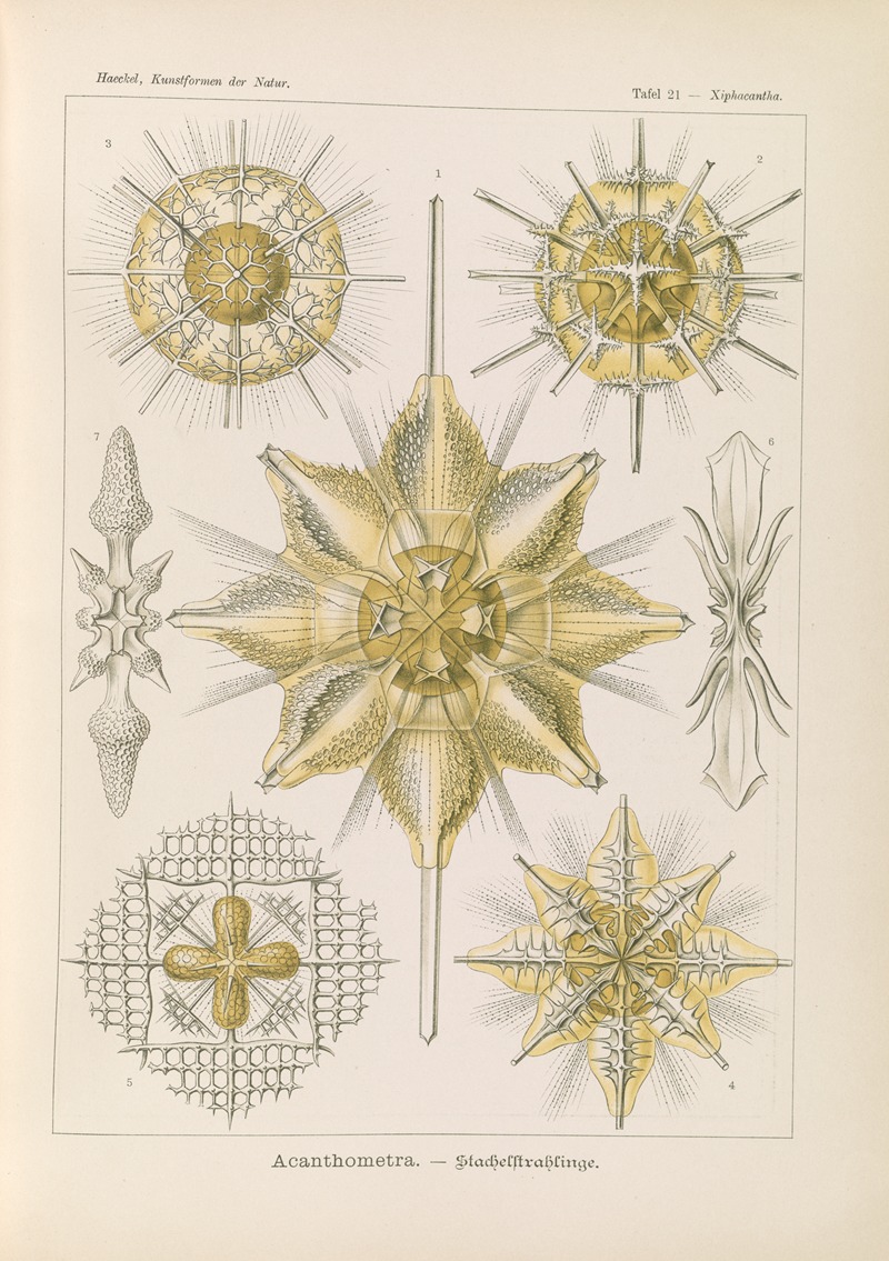 Ernst Haeckel - Acanthometra. – Stachelstrahlinge