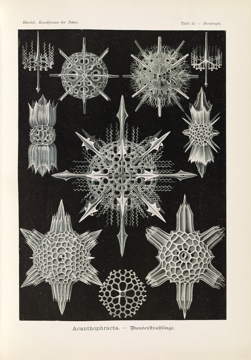 Ernst Haeckel - Acanthophracta. – Wunderstrahlinge