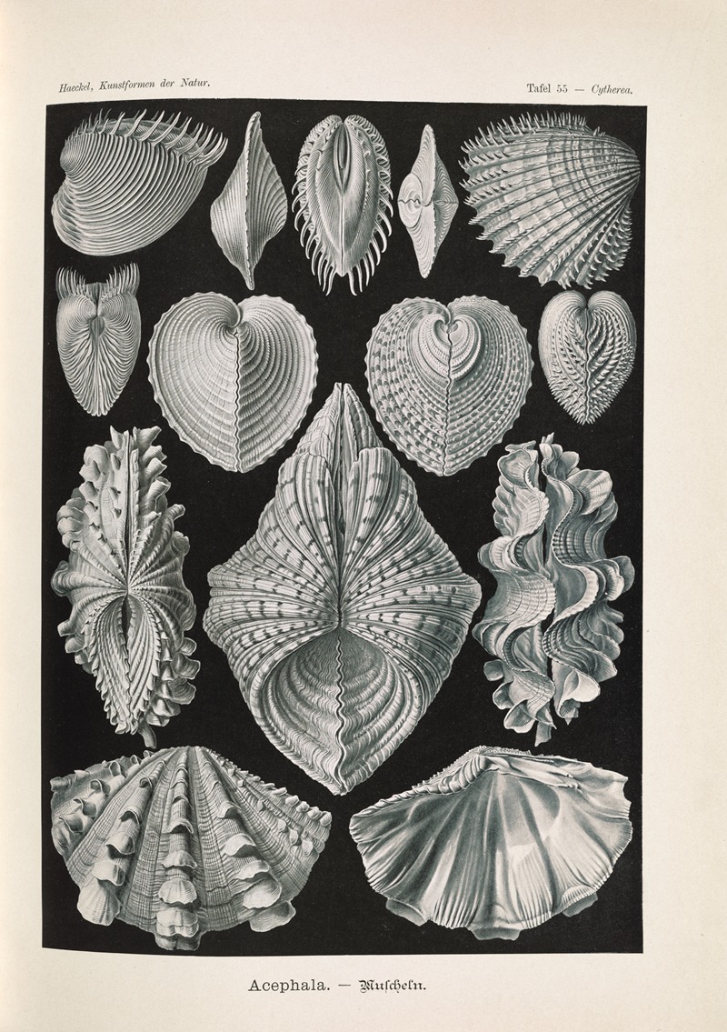 Ernst Haeckel - Acephala. – Muscheln