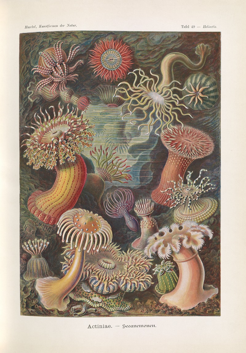 Ernst Haeckel - Actiniae. – Seeanemonen