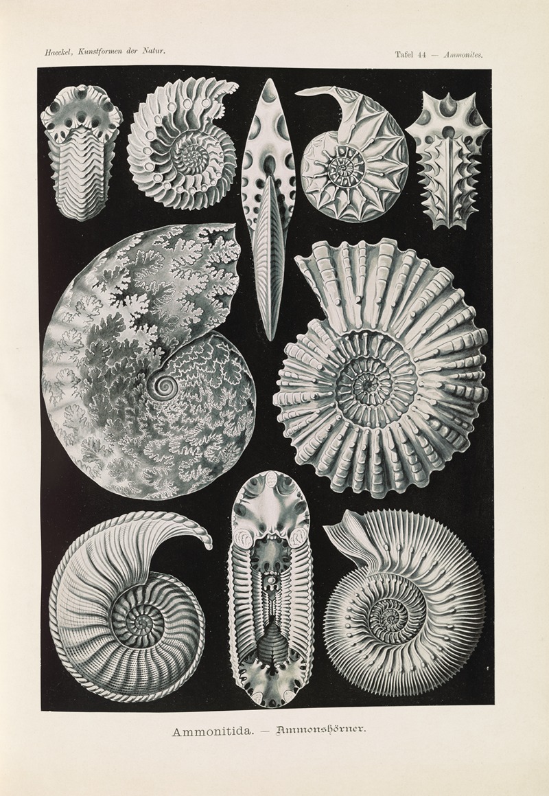 Ernst Haeckel - Ammonitida. – Ammonshörner