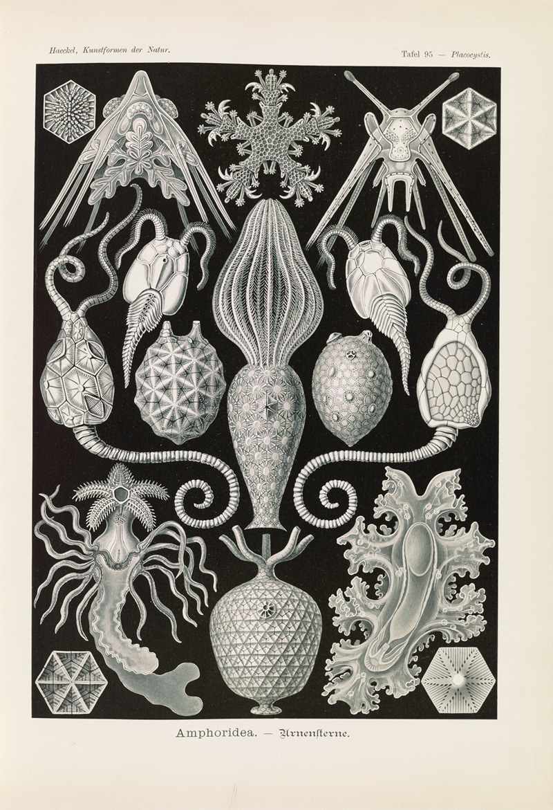 Ernst Haeckel - Amphoridea. – Urnensterne