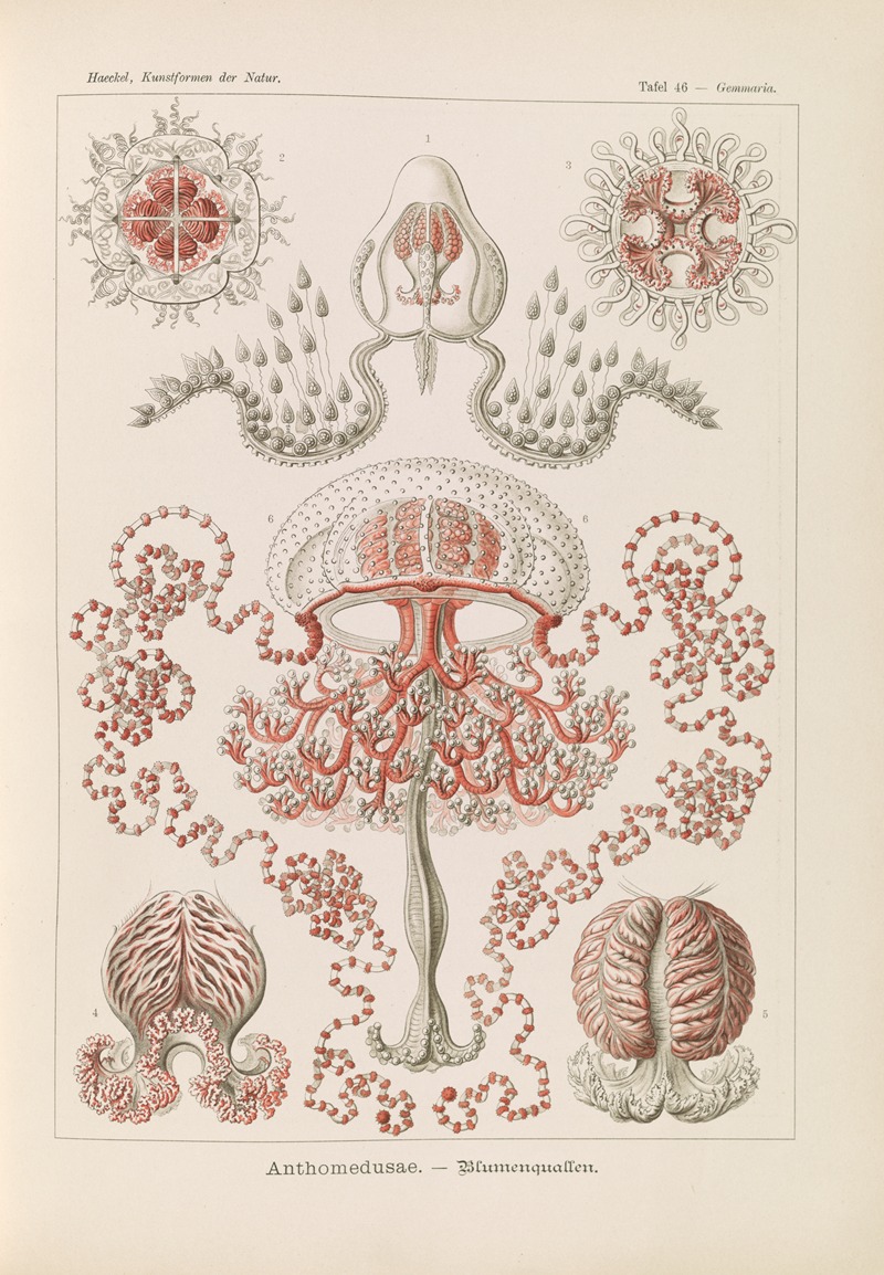 Ernst Haeckel - Anthomedusae. – Blumenquallen