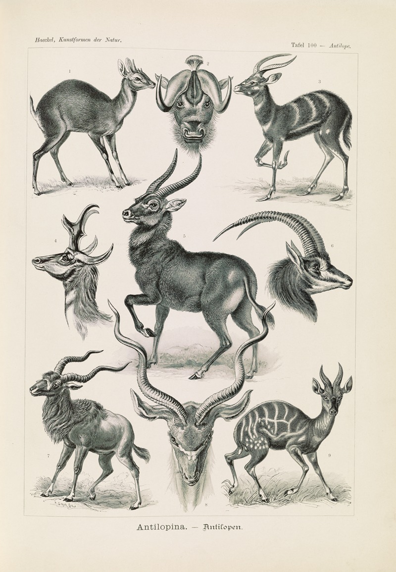 Ernst Haeckel - Antilopina. – Antilopen