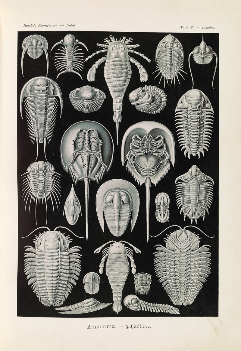 Ernst Haeckel - Aspidonia. – Schildtiere
