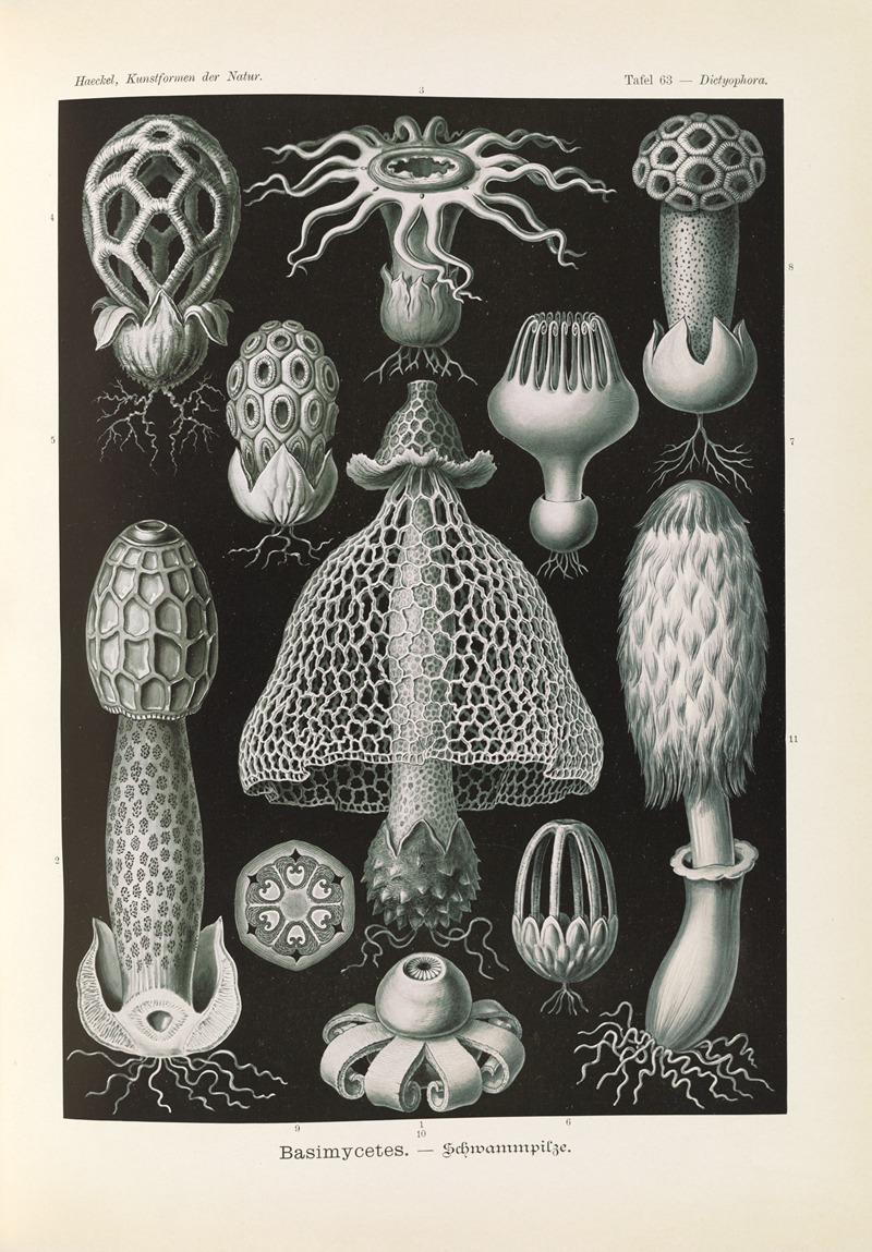 Ernst Haeckel - Basimycetes. – Schwammpilze