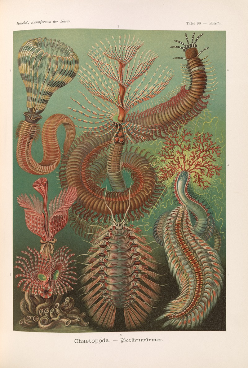 Ernst Haeckel - Chaetopoda. – Borstenwürmer