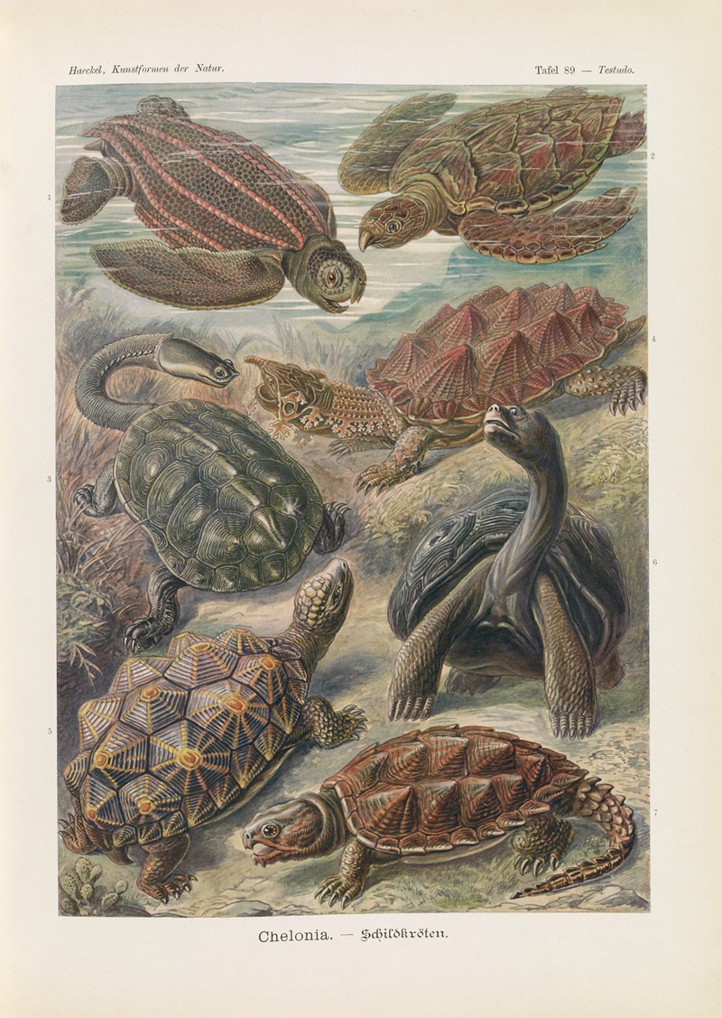 Ernst Haeckel - Chelonia. – Schildkröten