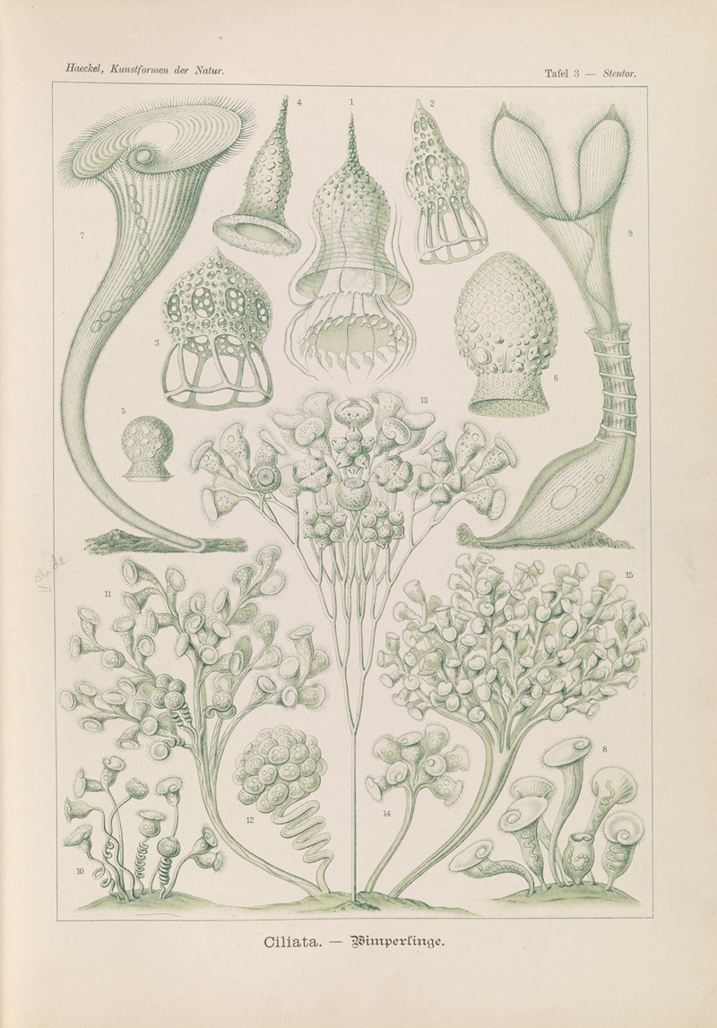 Ernst Haeckel - Ciliata. – Wimperlinge