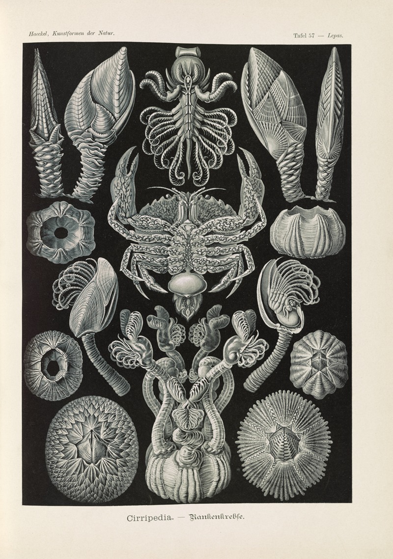 Ernst Haeckel - Cirripedia. – Rankenkreble