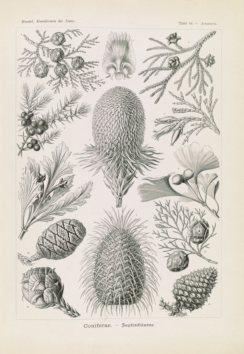 Ernst Haeckel - Coniferae. – Bapfenbäume