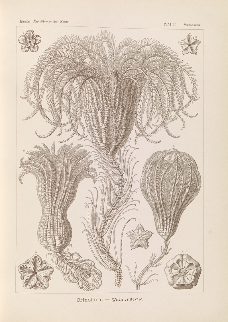 Ernst Haeckel - Crinoidea. – Palmensterne