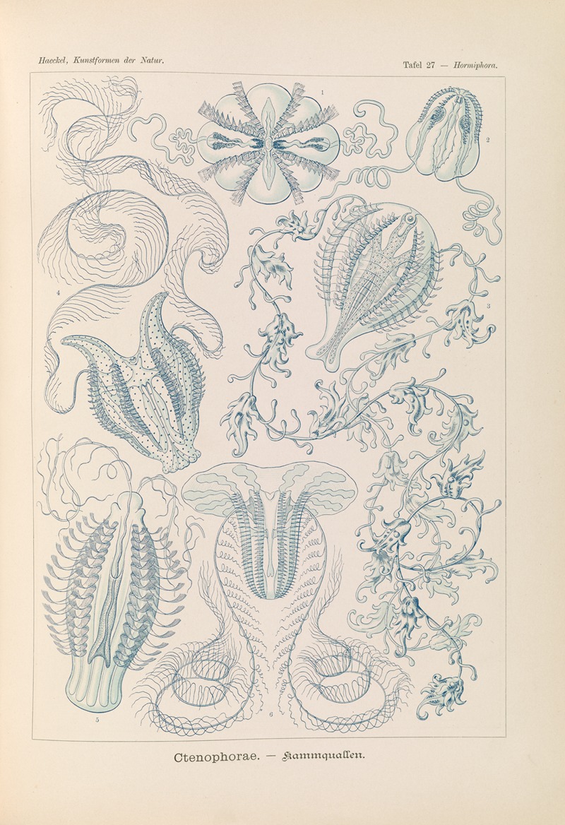 Ernst Haeckel - Ctenophorae. – Kammquallen