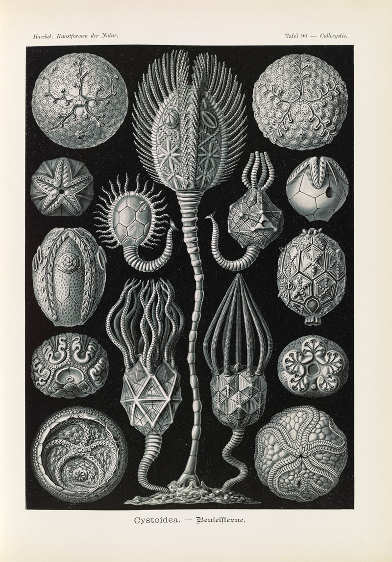 Ernst Haeckel - Cystoidea. – Beutelsterne