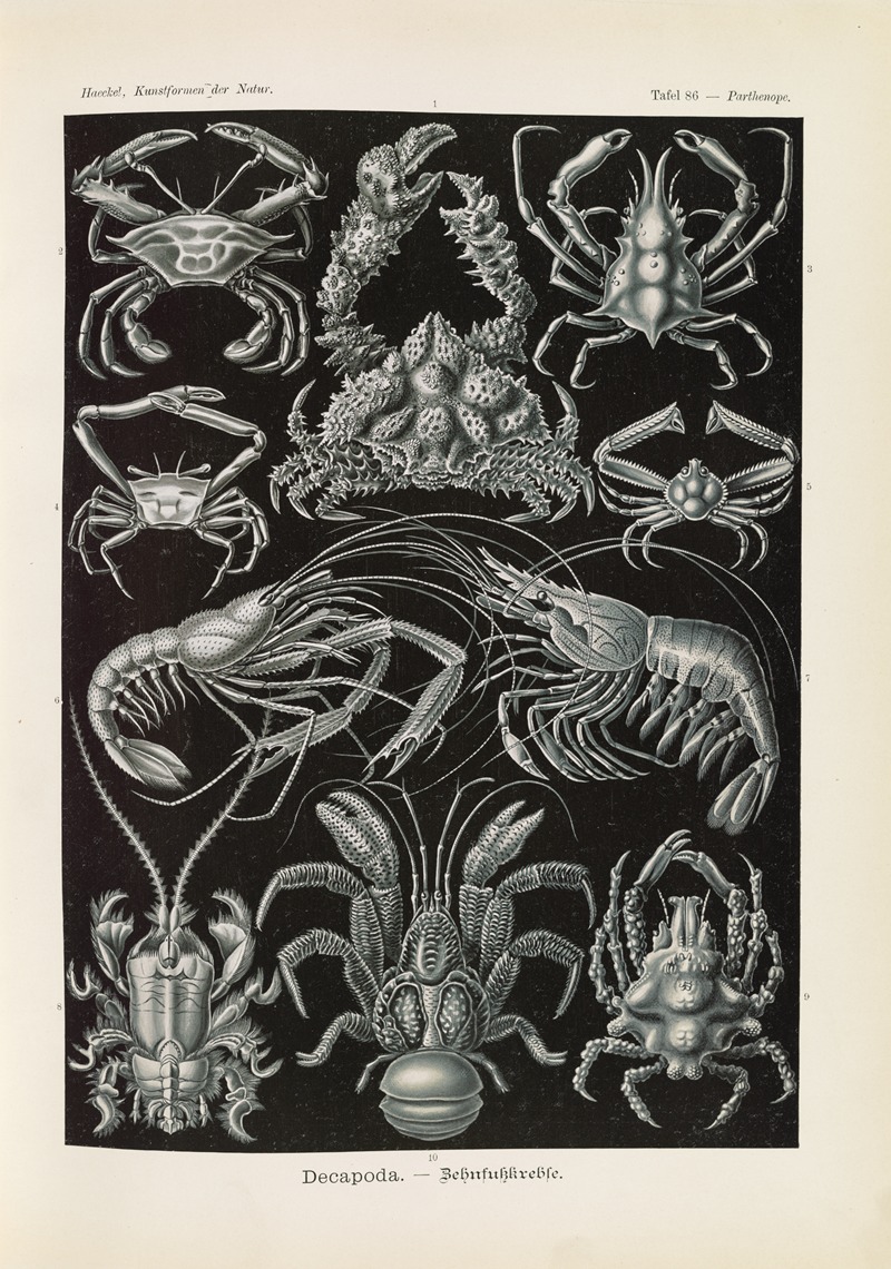 Ernst Haeckel - Decapoda. – Behnfukkreble