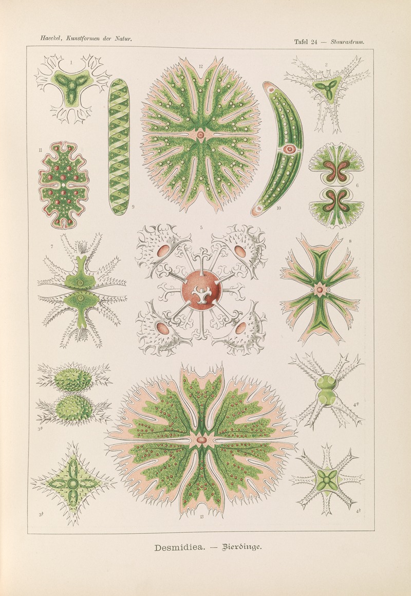 Ernst Haeckel - Desmidiea. – Bierdinge