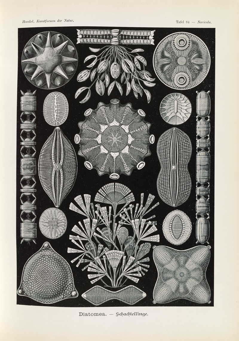 Ernst Haeckel - Diatomea. – Schachtellinge.