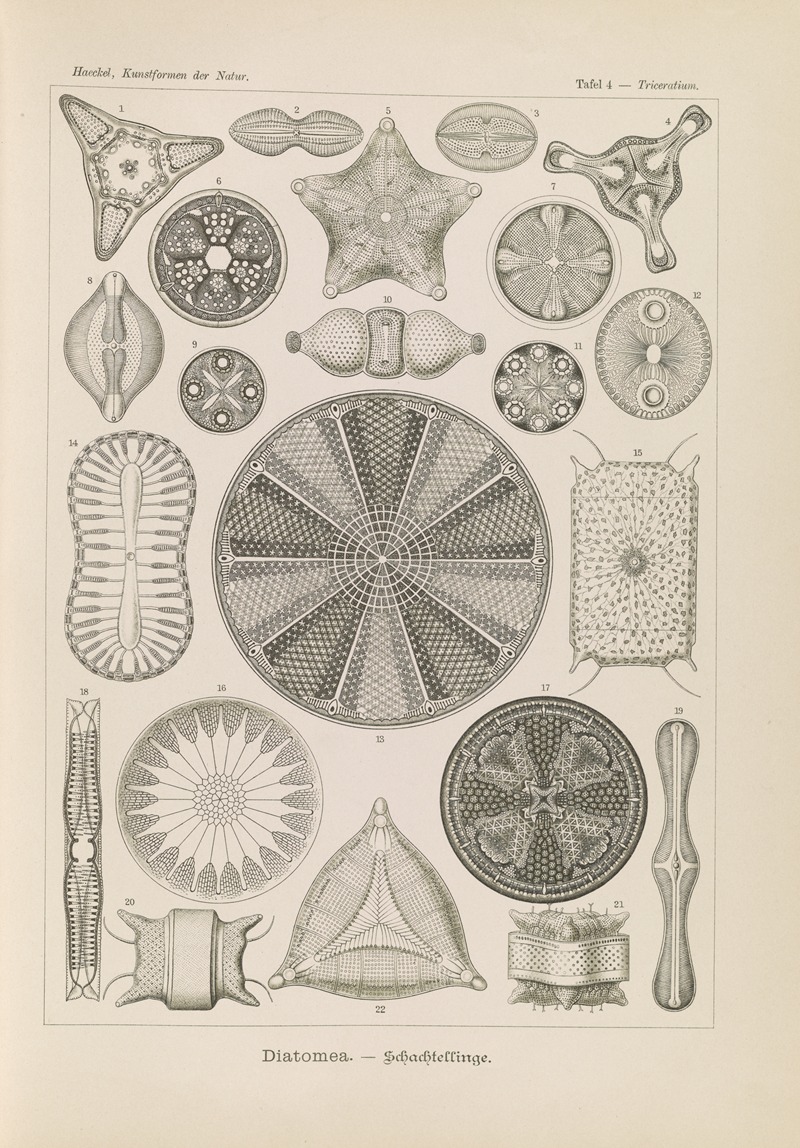Ernst Haeckel - Diatomea. – Schachtellinge