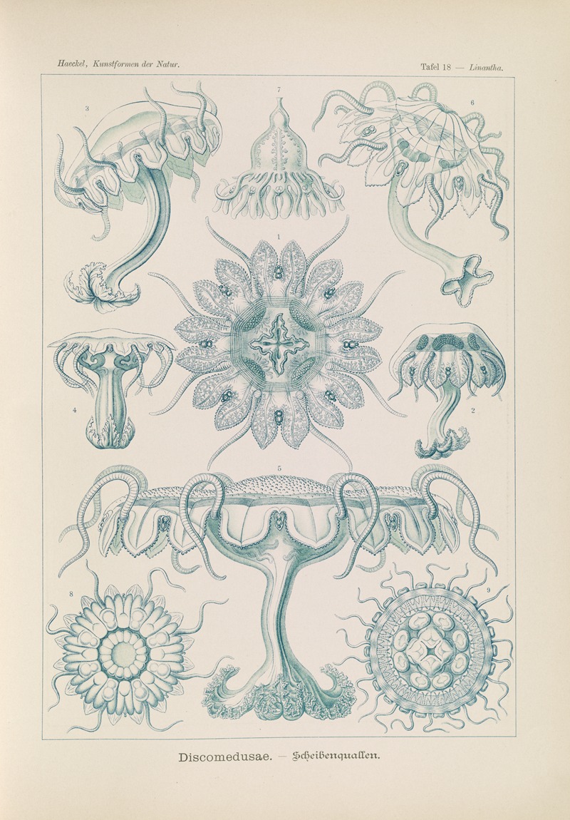 Ernst Haeckel - Discomedusae. – Scheibenquallen