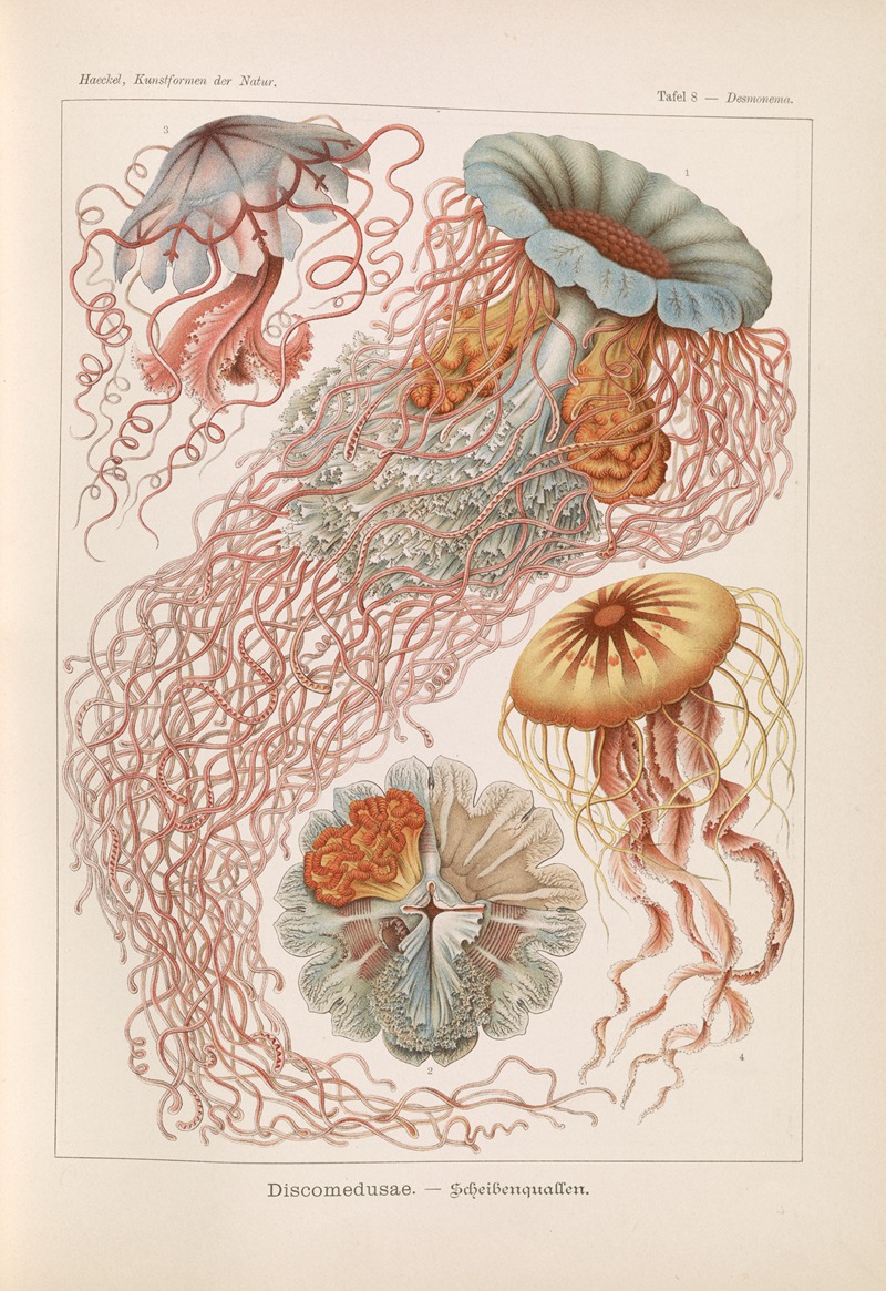 Ernst Haeckel - Discomedusae. – Schweibenquallen