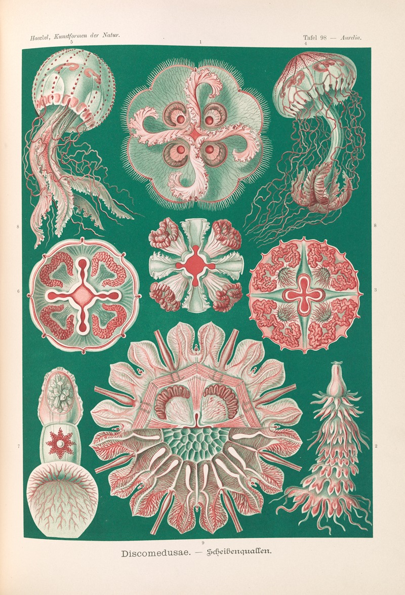 Ernst Haeckel - Discomedusae. – Schweibenquallen