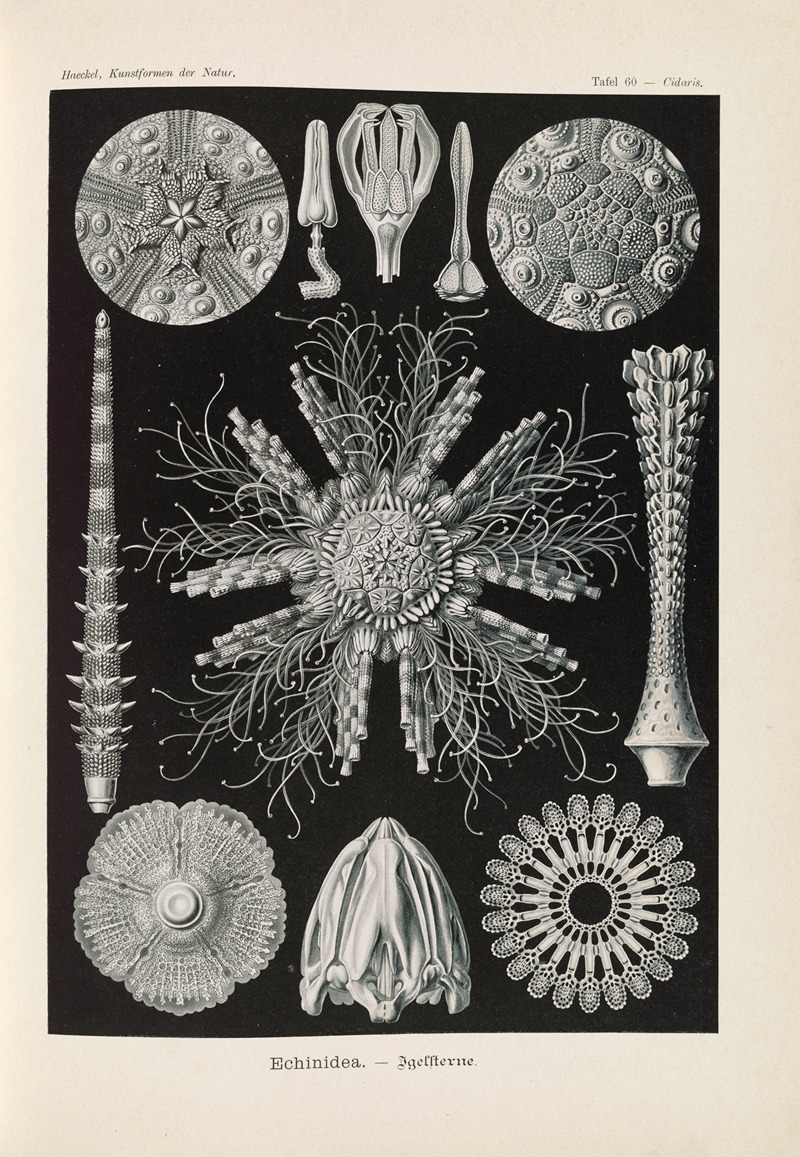 Ernst Haeckel - Echinidea. – Igelsterne