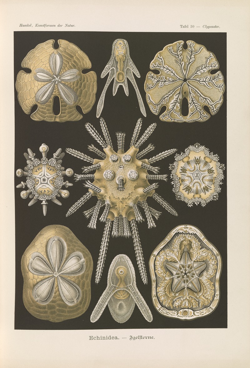 Ernst Haeckel - Echinidea. – Igelsterne