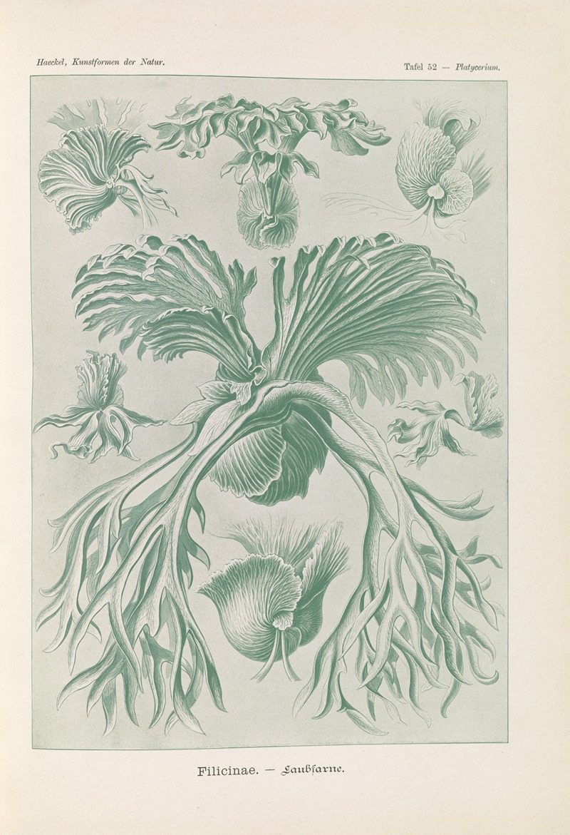 Ernst Haeckel - Filicinae. – Laubfarne.