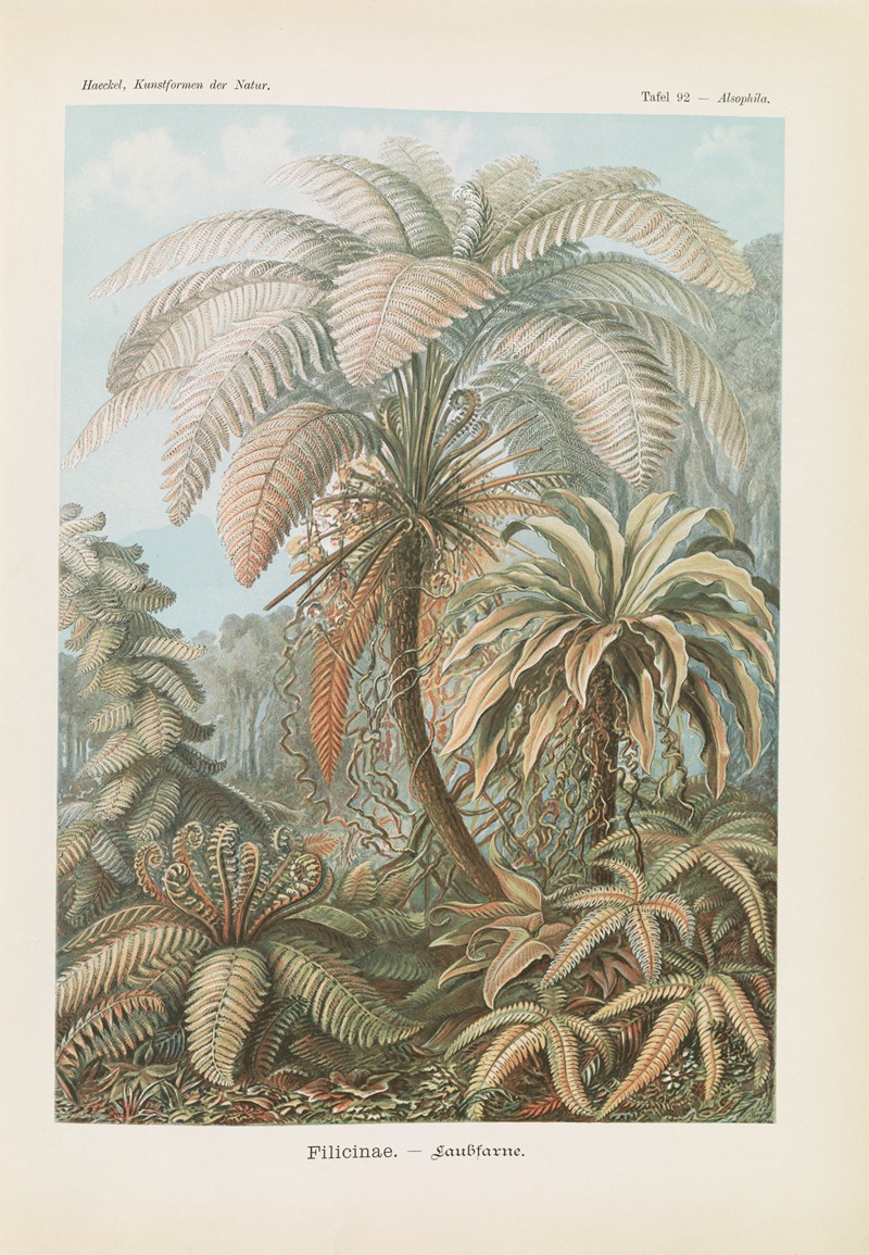 Ernst Haeckel - Filicinae. – Laubfarne