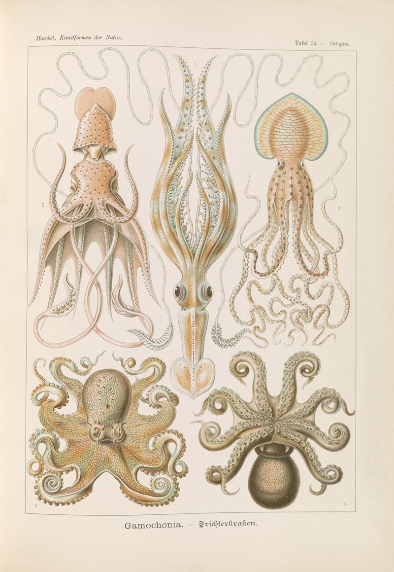 Ernst Haeckel - Gamochonia. – Trichterkraken