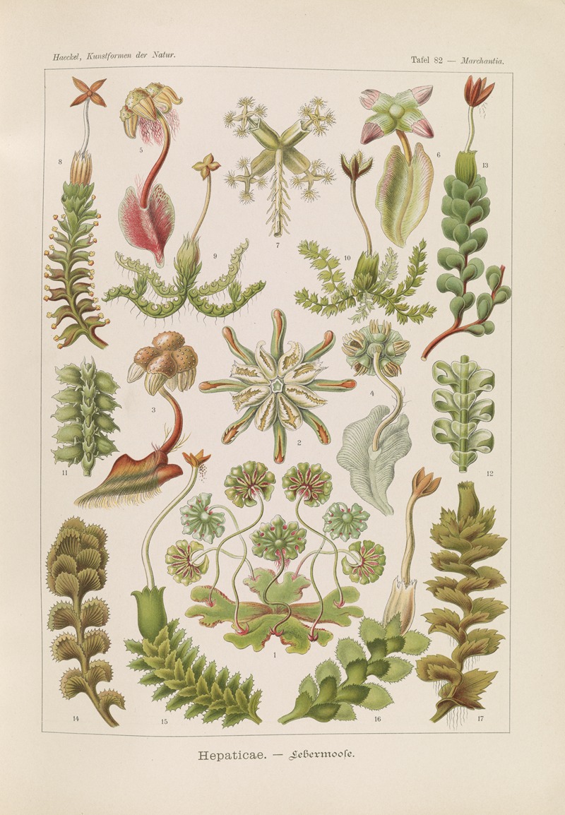 Ernst Haeckel - Hepaticae. – Lebermoose