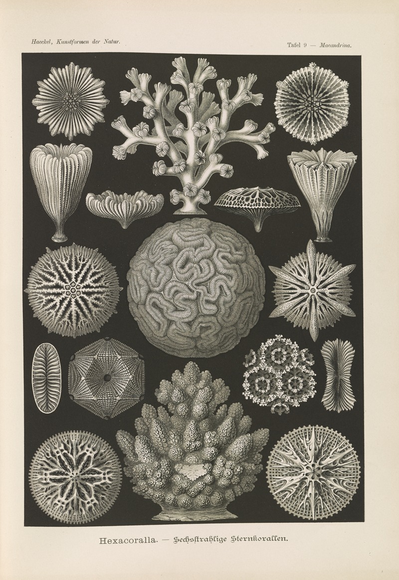 Ernst Haeckel - Hexacoralla. – Sechsstrahlige Sternkorallen