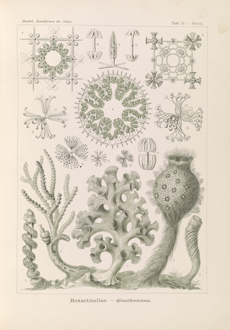 Ernst Haeckel - Hexactinellae. – Glasschwämme