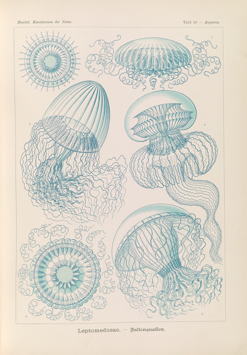 Ernst Haeckel - Leptomedusae. – Faltenquallen