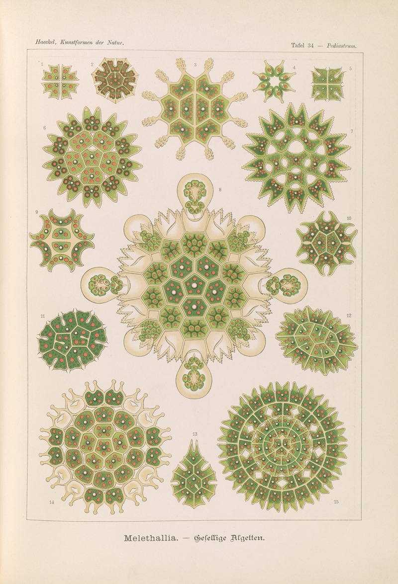 Ernst Haeckel - Melethallia. – Gesellige Algetten
