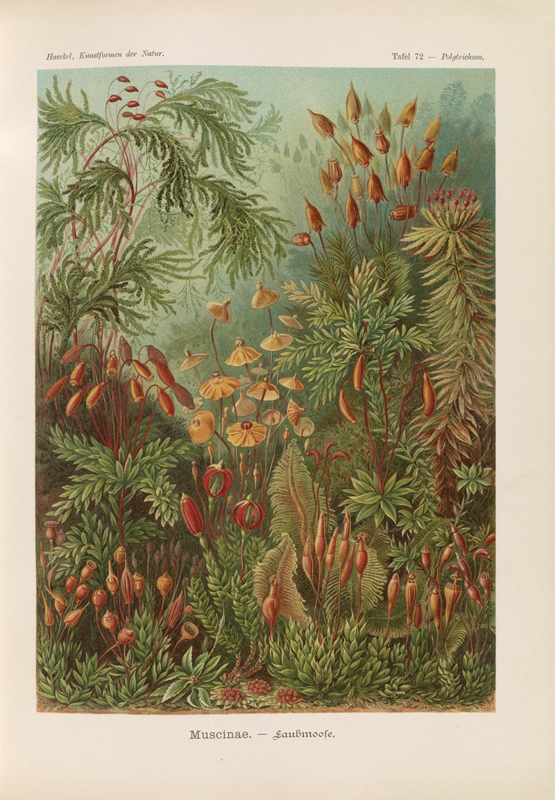 Ernst Haeckel - Muscinae. – Laubmoose