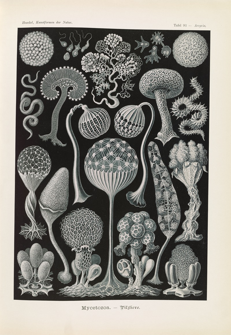 Ernst Haeckel - Mycetozoa. – Pilztiere