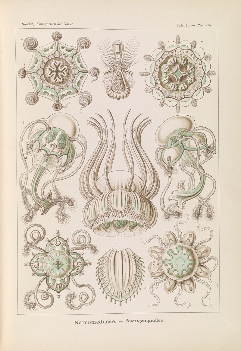 Ernst Haeckel - Narcomedusae. – Spangenquallen