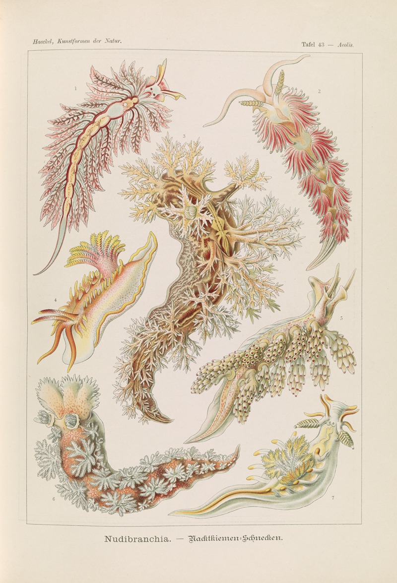 Ernst Haeckel - Nudibranchia. – Nacktkiemen-Schnecken