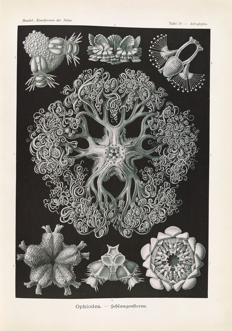 Ernst Haeckel - Ophiodea. – Schlangensterne