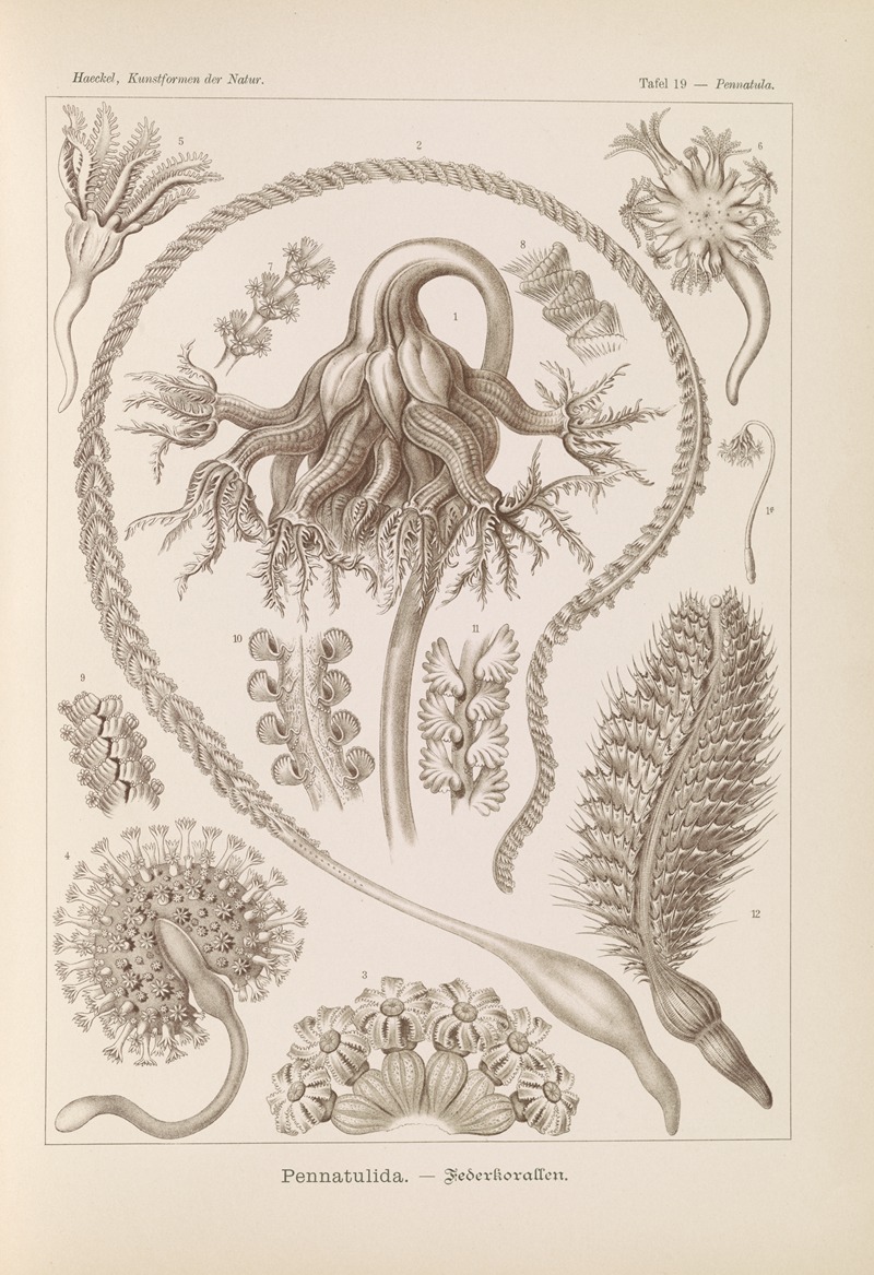 Ernst Haeckel - Pennatulida. – Federkorallen