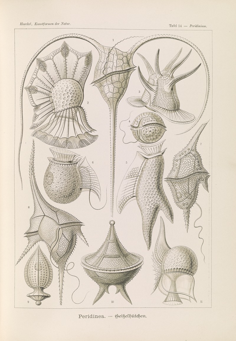 Ernst Haeckel - Peridinea. – Geikelhütchen