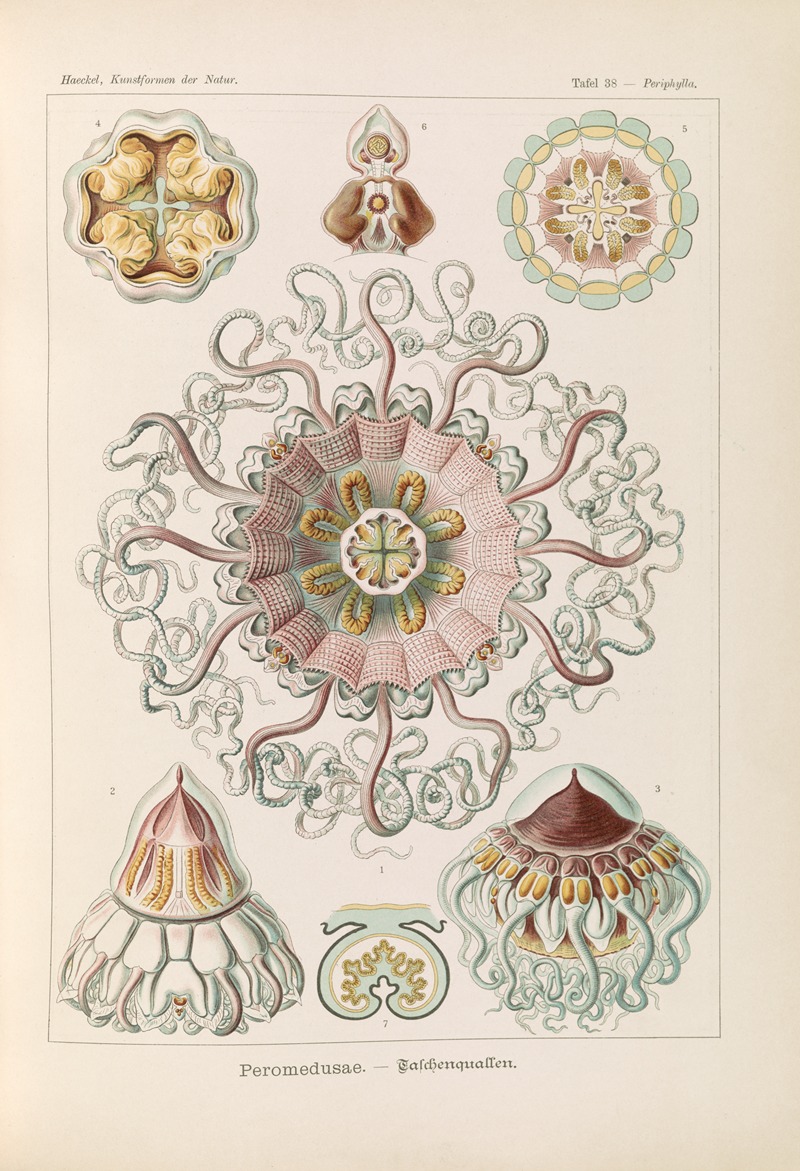 Ernst Haeckel - Peromedusae. – Talchenquallen