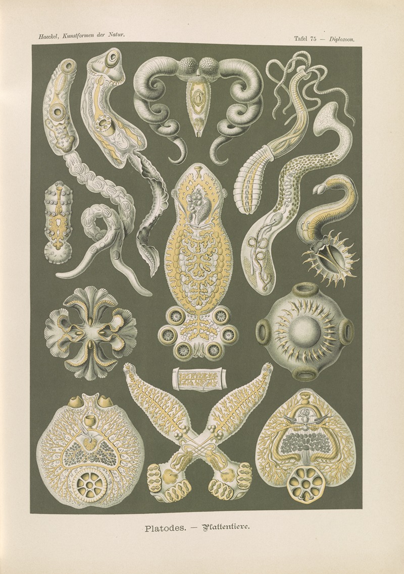 Ernst Haeckel - Platodes. – Plattentiere